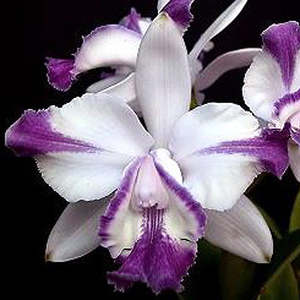 C. intermedia var. aquinii orlata coerulea