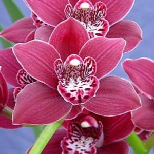 Cymbidiums: Cym. Redvale Planet x Last Tango 'Geyserland'