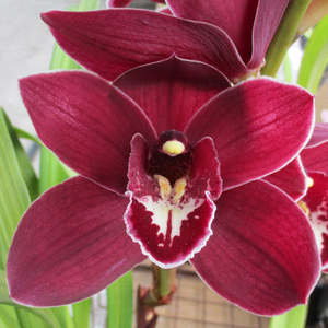 Cymbidiums: Cym. Red Sox 'Hot Ember' x (Panther Beauty x May Hopcraft)