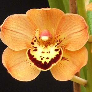 Cymbidiums: Cym. Flaming Beauty (orange) x tracyanum