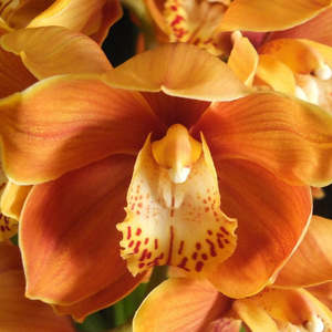 Cymbidiums: Cym. Coraki Smoke 'Orange Squash x (Panther Beauty x May Hopcraft)