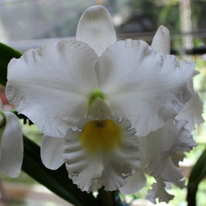 Cattleyas: Rlc. Donna Kimura 'Asa' AM/AOS x C. Taida Swan 'Taida'