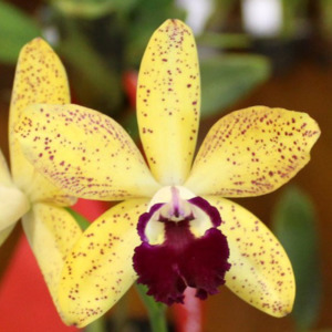 Cattleyas: (Rlc. Suncoast Sunspots x C. Natalie Clark) x C. Angel Star (pink form)