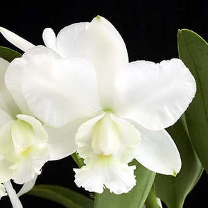 Cattleyas: C. walkeriana var. alba 'Bayswater' x walkeriana 'Fred' (pink)