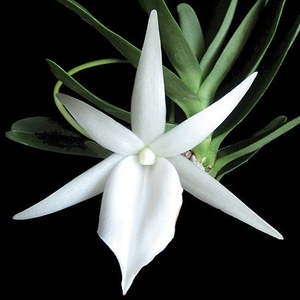 Other Genera: Angraecum didieri