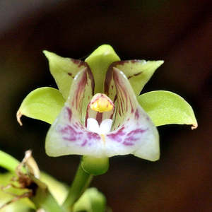Other Genera: Oeceoclades pulchra x roseovariegata