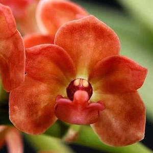 Other Genera: Rhy. gigantea x sib (orange x panda)
