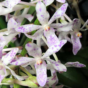 Other Genera: Van. Pinky 'coerulea' x Rhy. gigantea (spots)