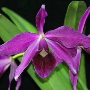 Species: C. purpurata f. sanguinea x sib