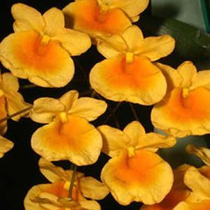 Orchid Flasks: Den. aggregatum (FLASK)