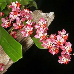 Oncidiums: Onc. Twinkle 'Pink Profusion'