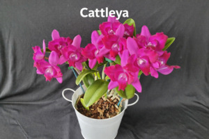 New Arrivals: Orchid Plant Gift Pack