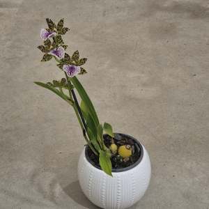 Zygopetalums: Zygopetalum - In Flower/Spike