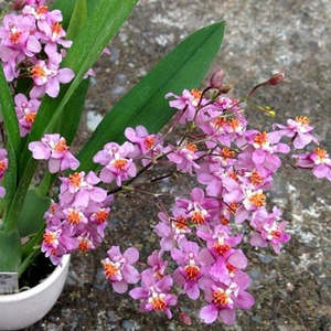 Oncidiums: Onc. Tsiku Marguerite