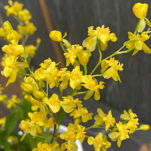 Oncidiums: Onc. Gold Dust