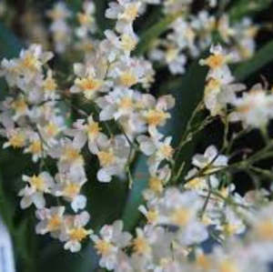 Oncidiums: Onc. Twinkle 'CT-White Strong'