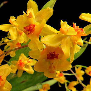 Oncidiums: Onc. Twinkle 'Chian-Tzy Golden #3'