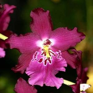 Oncidiums: Mtdm. Tropical Heat Wave 'Everglades'