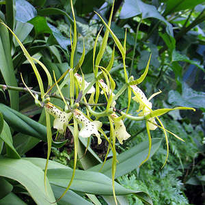 Oncidiums: Brs. brachiata