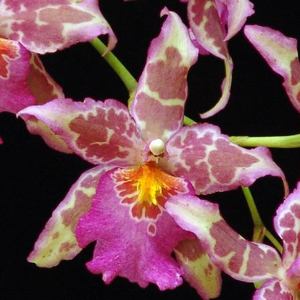 Oncidiums: Alcra. Tropic Tom 'Paleface'
