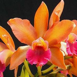 Cattleyas: Rth. Nobile's Ambar x C. Brabantiae (FLASK)