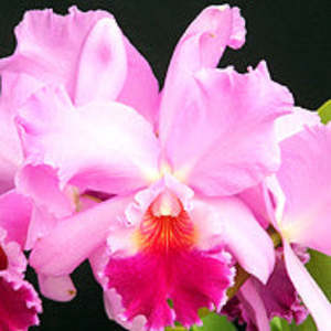 Cattleyas: C. (Tokyo Magic x Bonanza Queen) x Cariad's Mini-Quinee (FLASK)