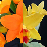 Cattleyas: Rth. Hsinying Topaz 'Orange' x Hsinying Topaz 'Yellow' (FLASK)