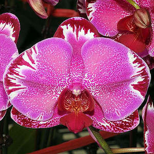 Phalaenopsis Moth Orchids 1: Phal. OX Firebird (pink splash) x self (FLASK)