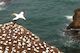 West Coast Gannet Colony and Wine Tour