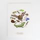 Fauna Colour Art Print