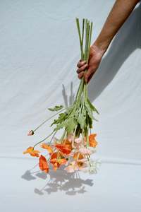 The Poppies