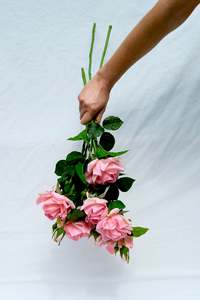 The Pink Roses