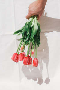 The Tulips