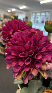 English Dahlia - Magenta