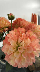 English Dahlia - Peach