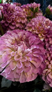 Royal Dahlia - Lavender
