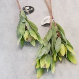 Pots Plants Foliage: Artisan Florals | Leucandendron Stem Foliage | 50cm