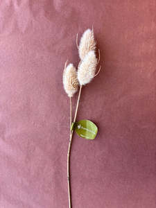 Flower Systems | Bunny Tail Stem | 35cm