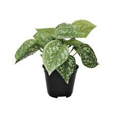 Pots Plants Foliage: Flower Systems | Scindapsus Pictus | Potted Plant
