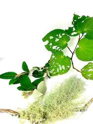 KÅªMARAHOU OIL - GOLD