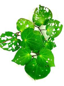 The Kawakawa Collection: DRIED KAWAKAWA LEAF