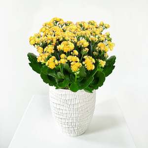 Kalanchoe 12 CM