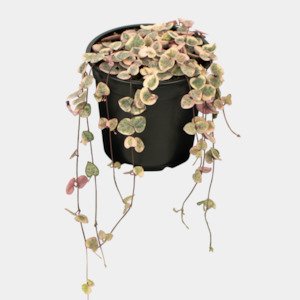 House Plants: Variegated Chain of Hearts