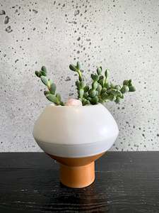 Hagi succulent set (lavender)