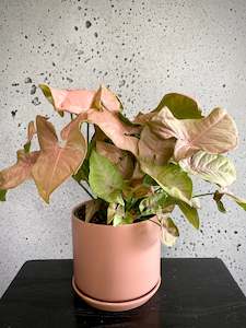 House Plants: Syngonium Red Heart