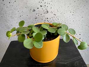 House Plants: Peperomia Hope