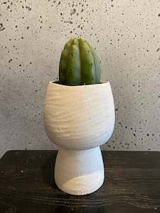 House Plants: San Pedro Plant Set