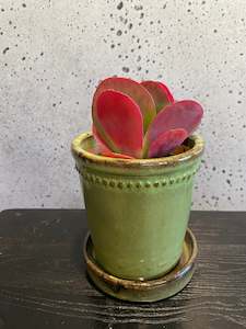 House Plants: Flapjack Plant Set