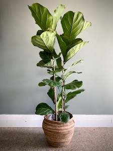 Fiddle-leaf (Large)