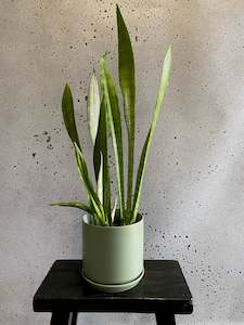 House Plants: Snake Plant